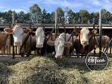 Vaches
