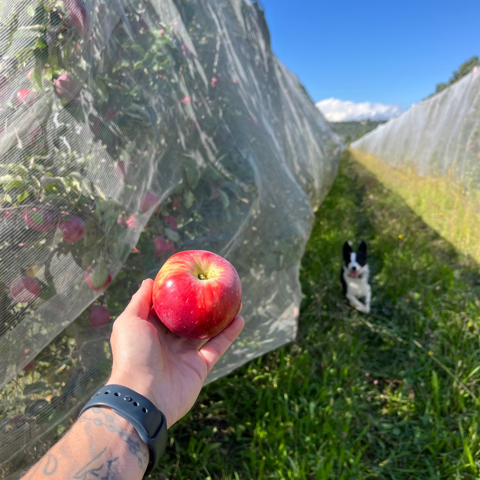 Pomme aus den Bonpas-Obstgärten 