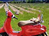 Loc’Two Scoot Provence - Location de Scooter_Avignon