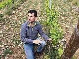 Vignes