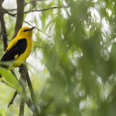 Balade et découverte naturaliste - DE