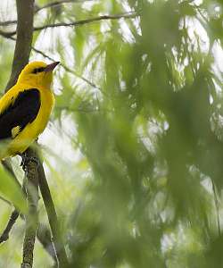 Balade et découverte naturaliste - DE