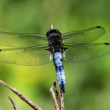 Balade et découverte naturaliste - DE