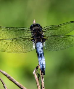 Balade et découverte naturaliste - DE