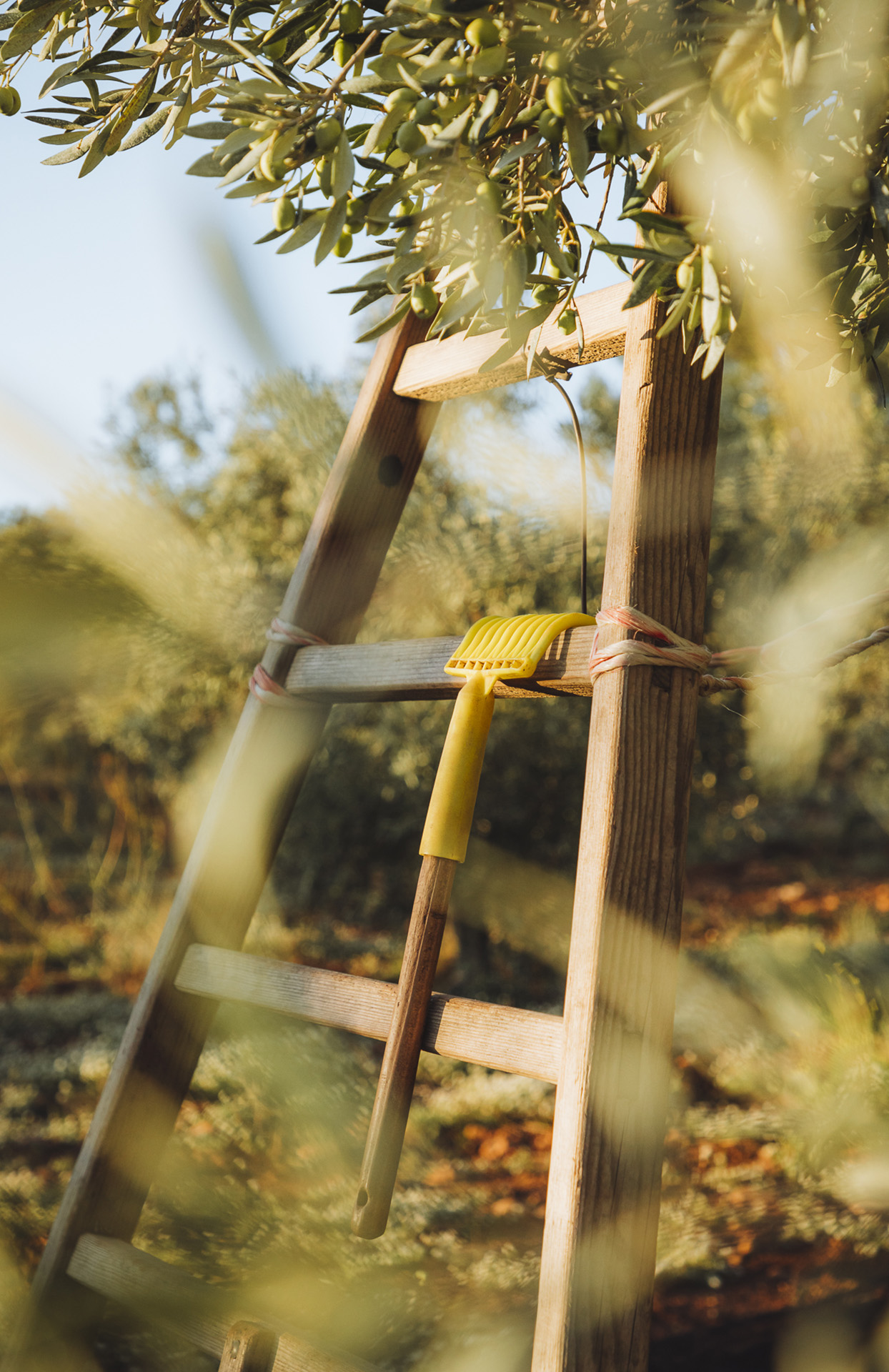 Wir sehen eine Holzleiter unter einem Olivenbaum, auf einem sonnendurchfluteten Feld. Zweige voller kleiner grüner Oliven umgeben das Bild und vermitteln ein einhüllendes Gefühl der Natur. Ein gelbes Werkzeug zum Ernten von Oliven hängt an der Waage. Das Licht ist warm, weich, fast golden, genau wie am späten Nachmittag. Die Atmosphäre erinnert an Ruhe, Handarbeit und die provenzalische Landschaft.