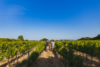 sunsetvigneron-chateauneufdegadagne-JULIENABELLAN9.jpg_compressed.JPEG
