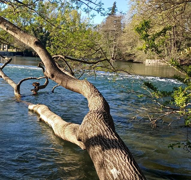 Wir sehen einen Fluss mit transparentem und leicht türkisfarbenem Wasser, wahrscheinlich die Sorgue. Im Vordergrund durchquert ein großer schiefer Baum das Bild diagonal. Sein dicker Stamm liegt über dem Wasser und einige Äste stürzen fast in die Strömung. Sonnenlicht scheint auf die klare, strukturierte Rinde des Baumes.