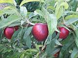 Nectarine blanche prêtes à la cueillette