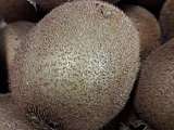 Kiwis