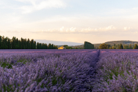 lavande-lethor-2024-ISSTOURISME-05.jpg_compressed.JPEG