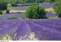 lavande-Alain-Hocquel-5815.jpg-800px.JPG