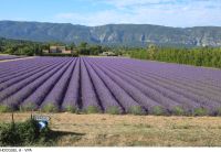 lavande--Alain-Hocquel-5537.jpg-800px.JPG