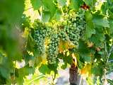 sunsetvignerons-2026-CDS-ISSTOURISME-67.jpg_compressed.JPEG