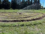 Spirales d’iris Germanic’s 
