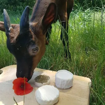 Les terres de l'Aumone Chèvrerie & Fromagerie - DE