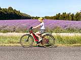 Vélo lavande