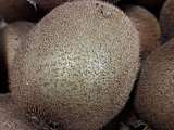 Kiwis