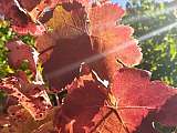Vignes en automne