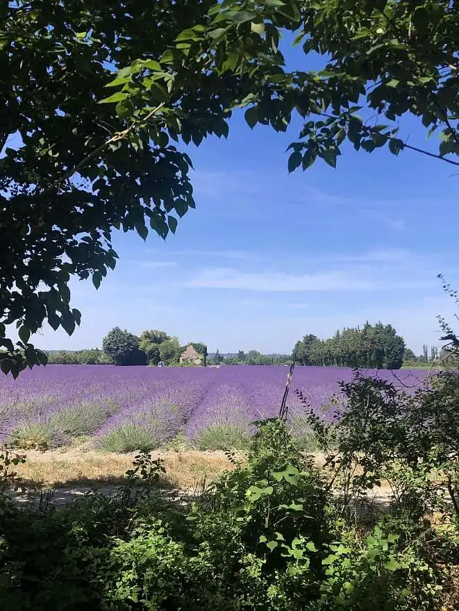 Die Lavendelfelder der Provence