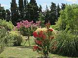 Bambous en Provence Eyragues jardin