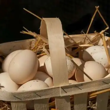 Die Fourniguiers-Farm