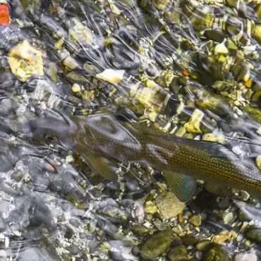 Angelsee PassionAquatic