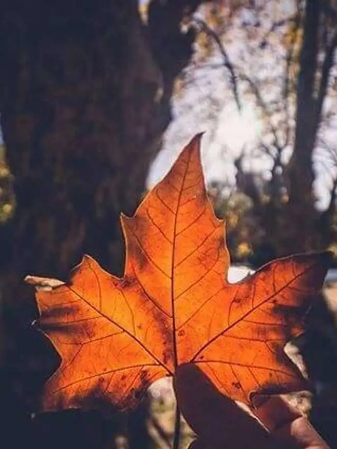 Die 15 besten kostenlosen Aktivitäten für diesen Herbst in L'Isle sur la Sorgue Tourism