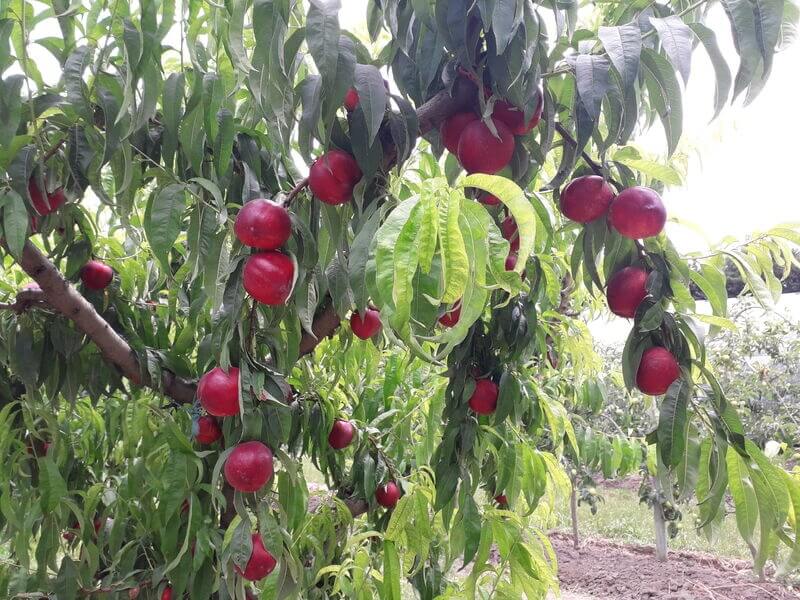Apfelbaum Früchte von Campredon Isle sur la Sorgue