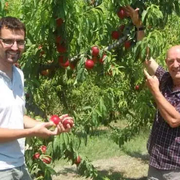 Die Früchte des Campredon