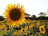 sunflower-402249_640.jpg