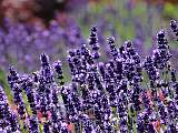 lavender-5333905_640.jpg