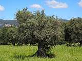 provence-1117677_640.jpg