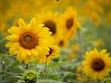 tournesol