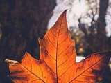  feuille d'automne vignette
